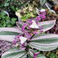 Tradescantia Cerinthoides ‘Nanouk’ (“Fantasy Venice” “Bubblegum”)