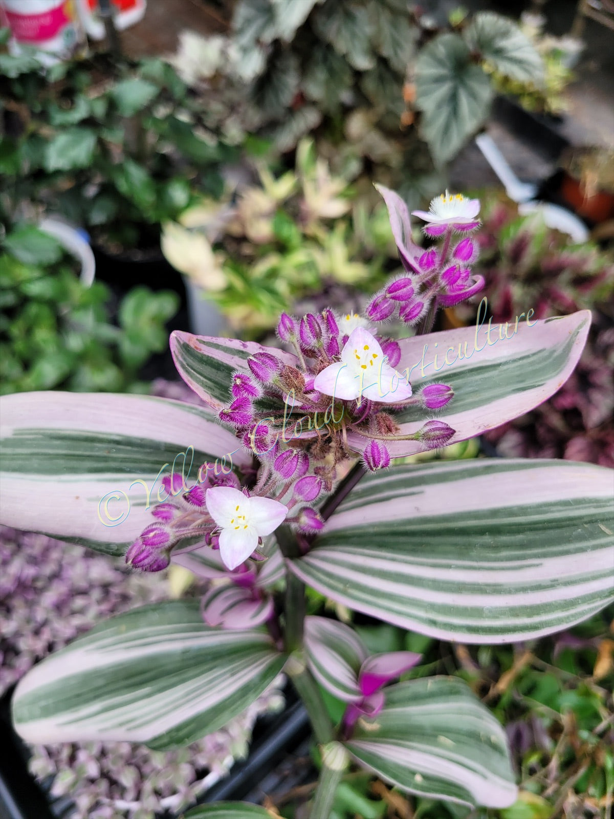 Tradescantia Cerinthoides ‘Nanouk’ (“Fantasy Venice” “Bubblegum”)