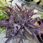 Tradescantia Pallida Purpurea “Purple Heart”