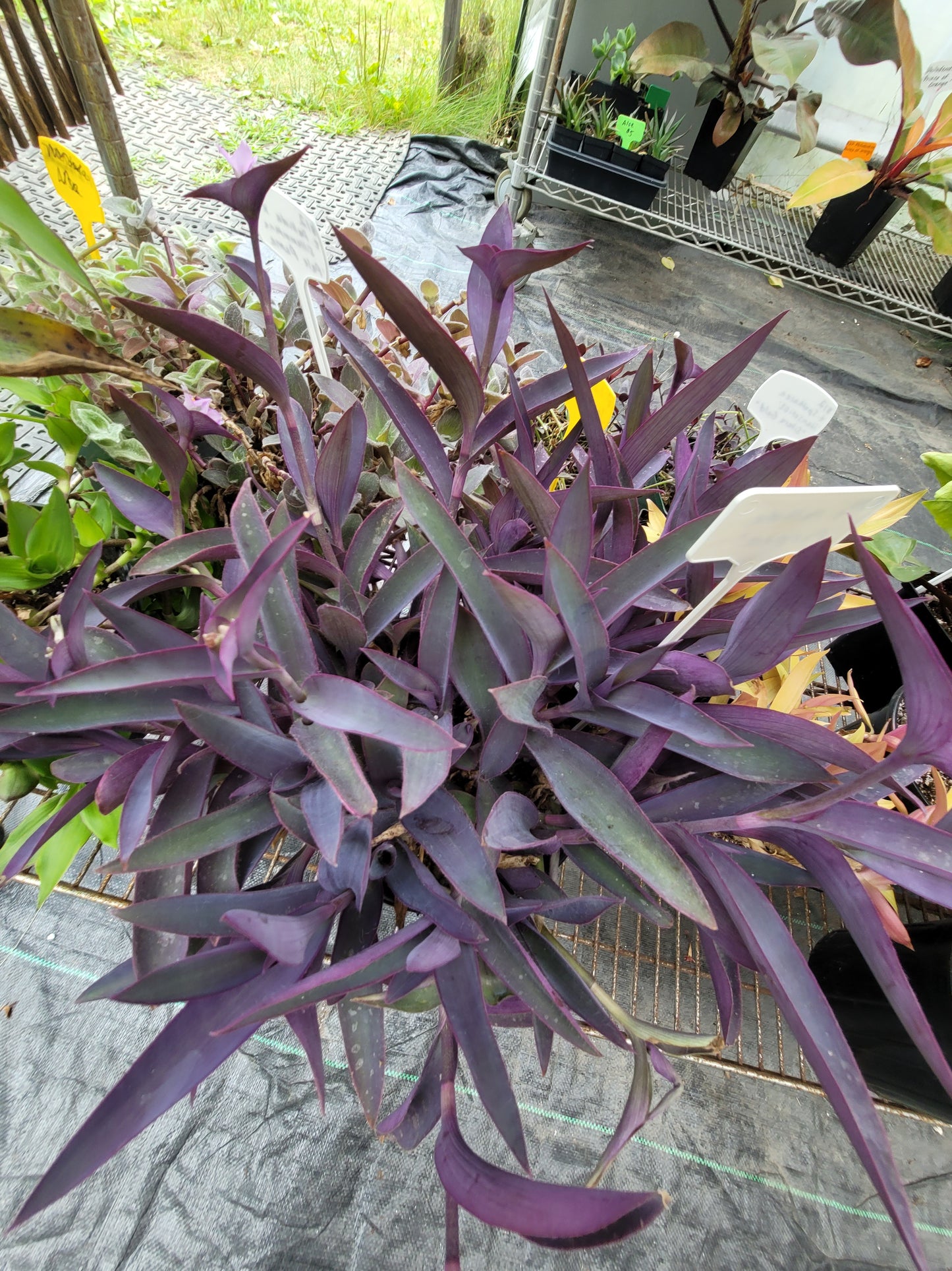 Tradescantia Pallida Purpurea “Purple Heart”