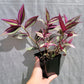 Tradescantia Zebrina ‘Quadricolor’