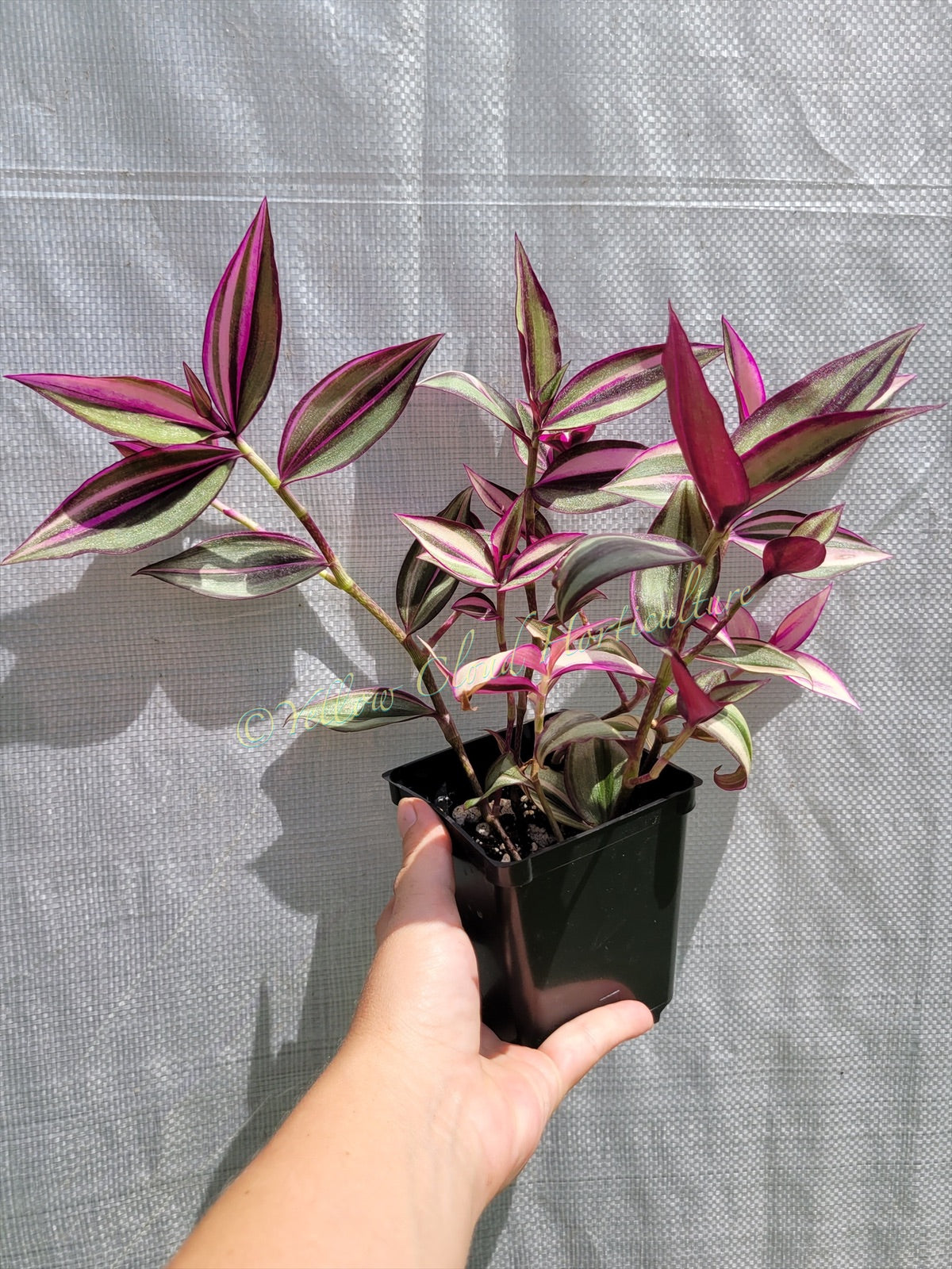 Tradescantia Zebrina ‘Quadricolor’