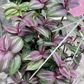 Tradescantia Zebrina ‘Evanesce’