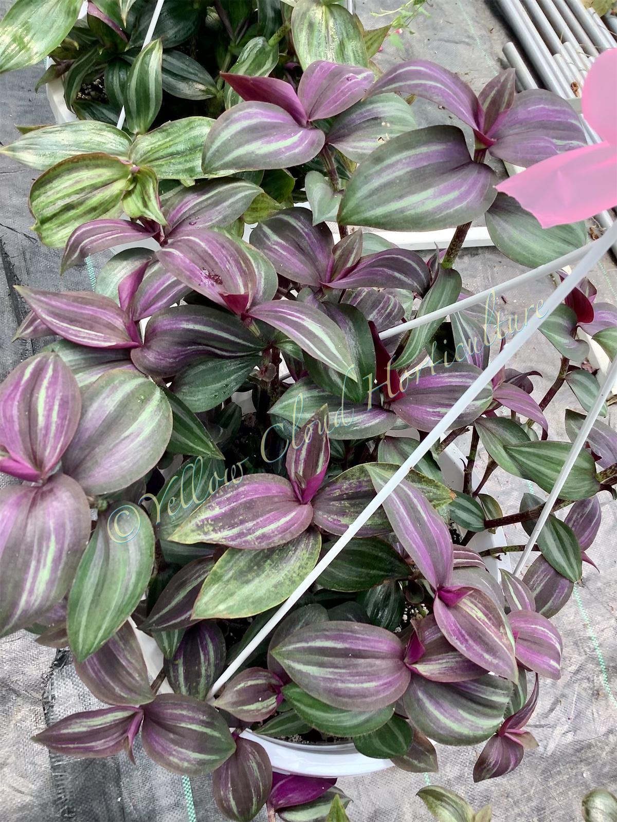 Tradescantia Zebrina ‘Evanesce’