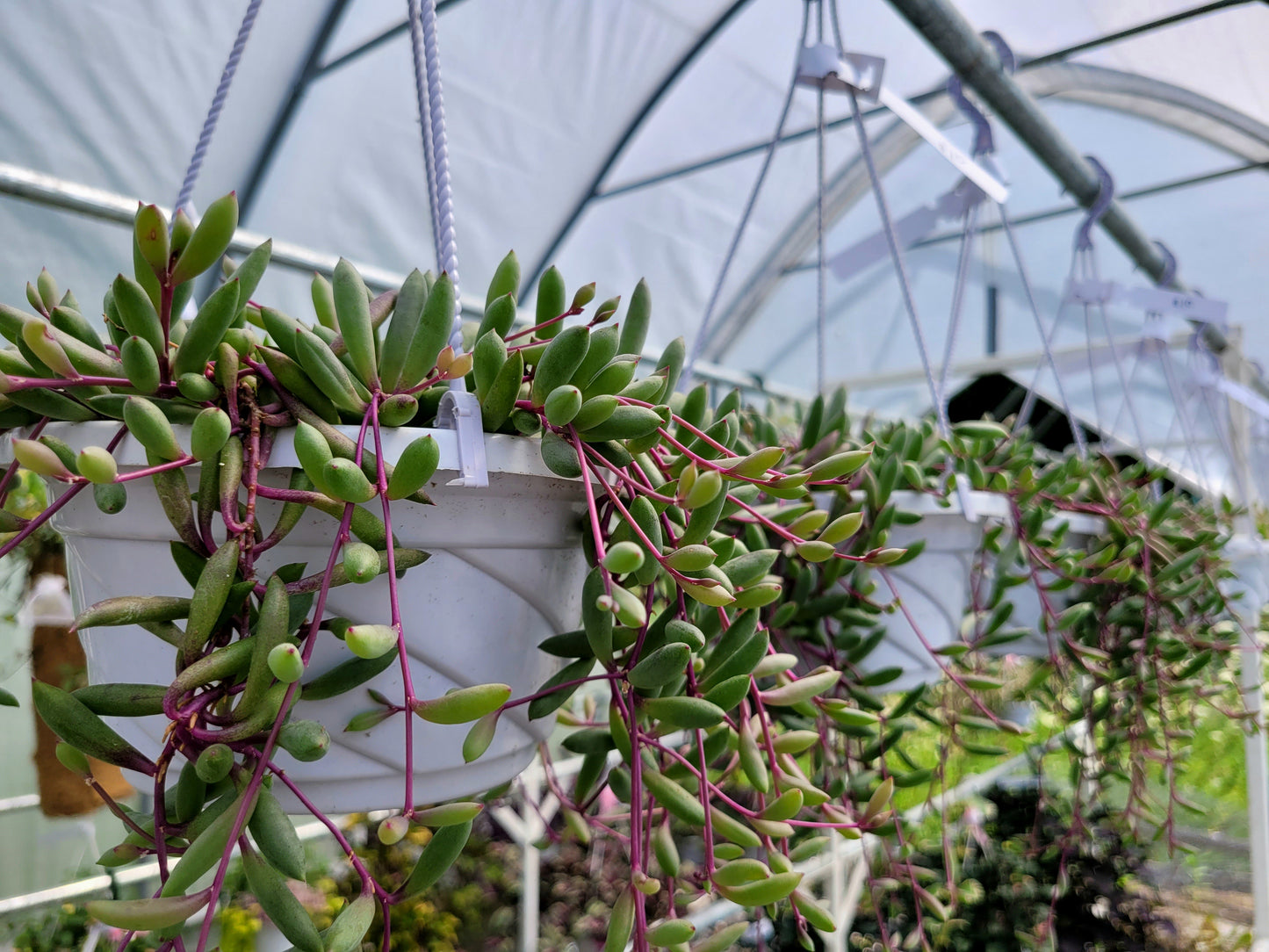 Othonna Capensis ‘Ruby Necklace’