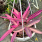 Tradescantia Pallida ‘Pink Stripe’