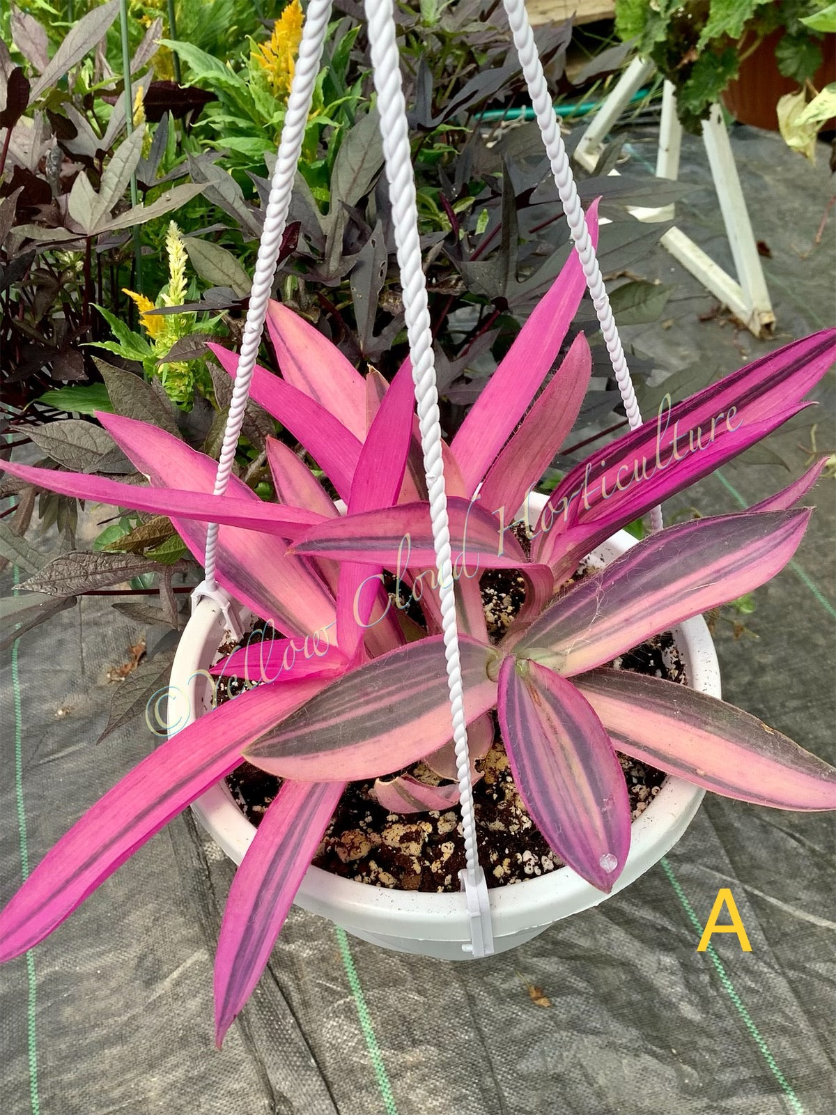 Tradescantia Pallida ‘Pink Stripe’