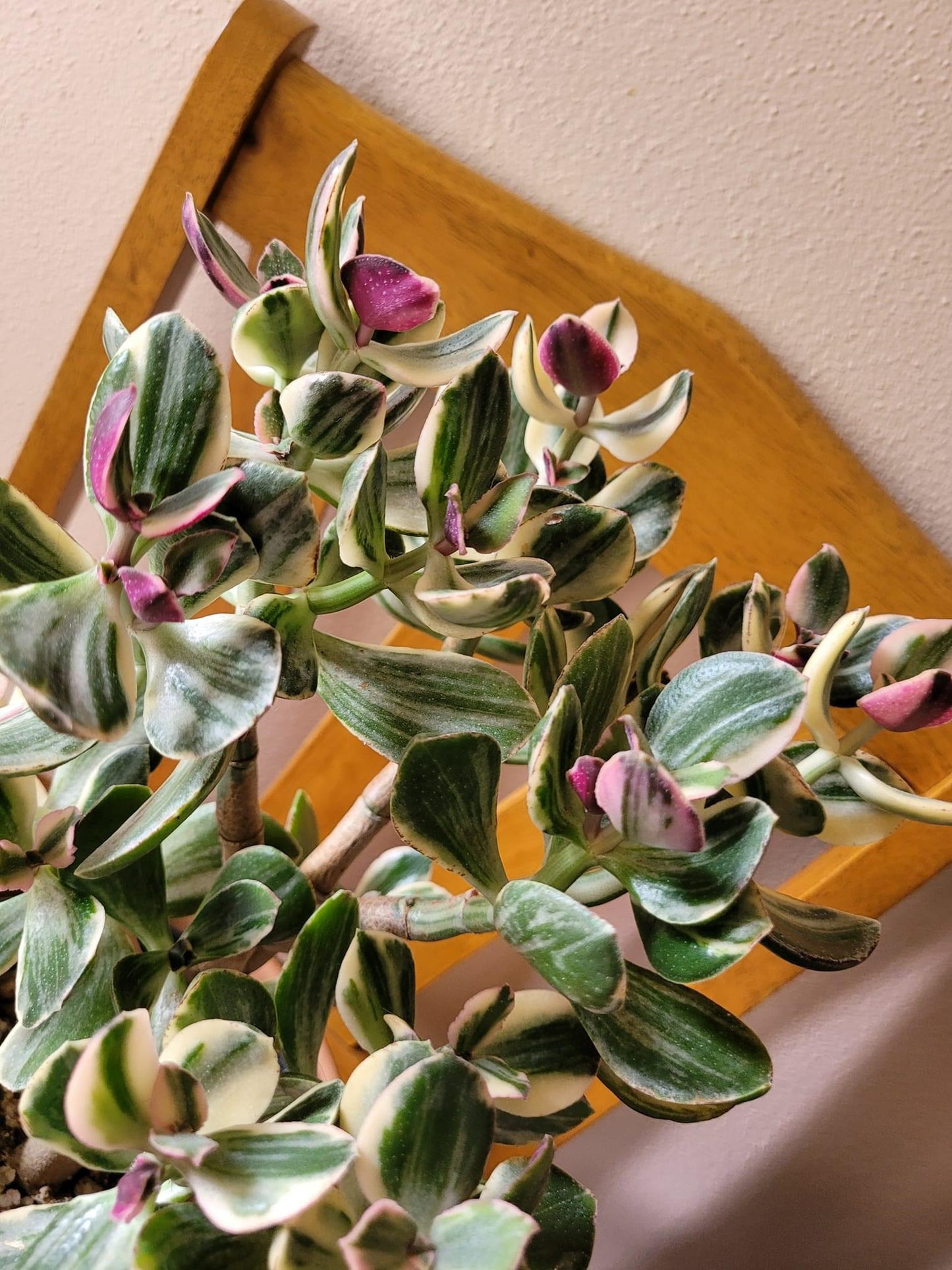 Crassula Ovata Variegata “Variegated Jade”