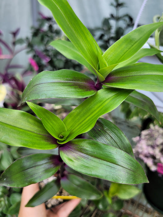 Tripogandra Serrulata ‘Purple Scimitars’