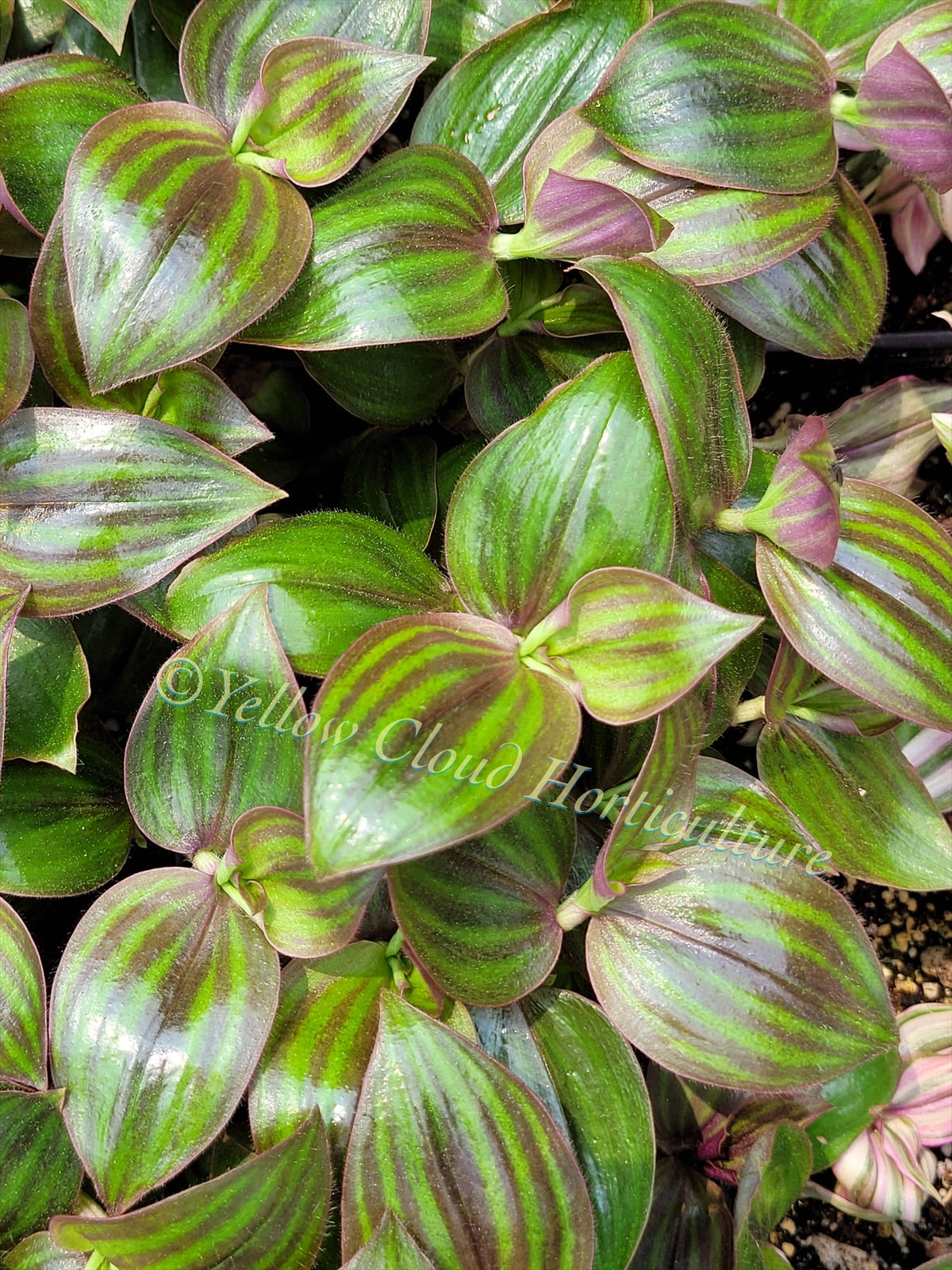 Tradescantia Zebrina var. Mollipila “Purple Plush”