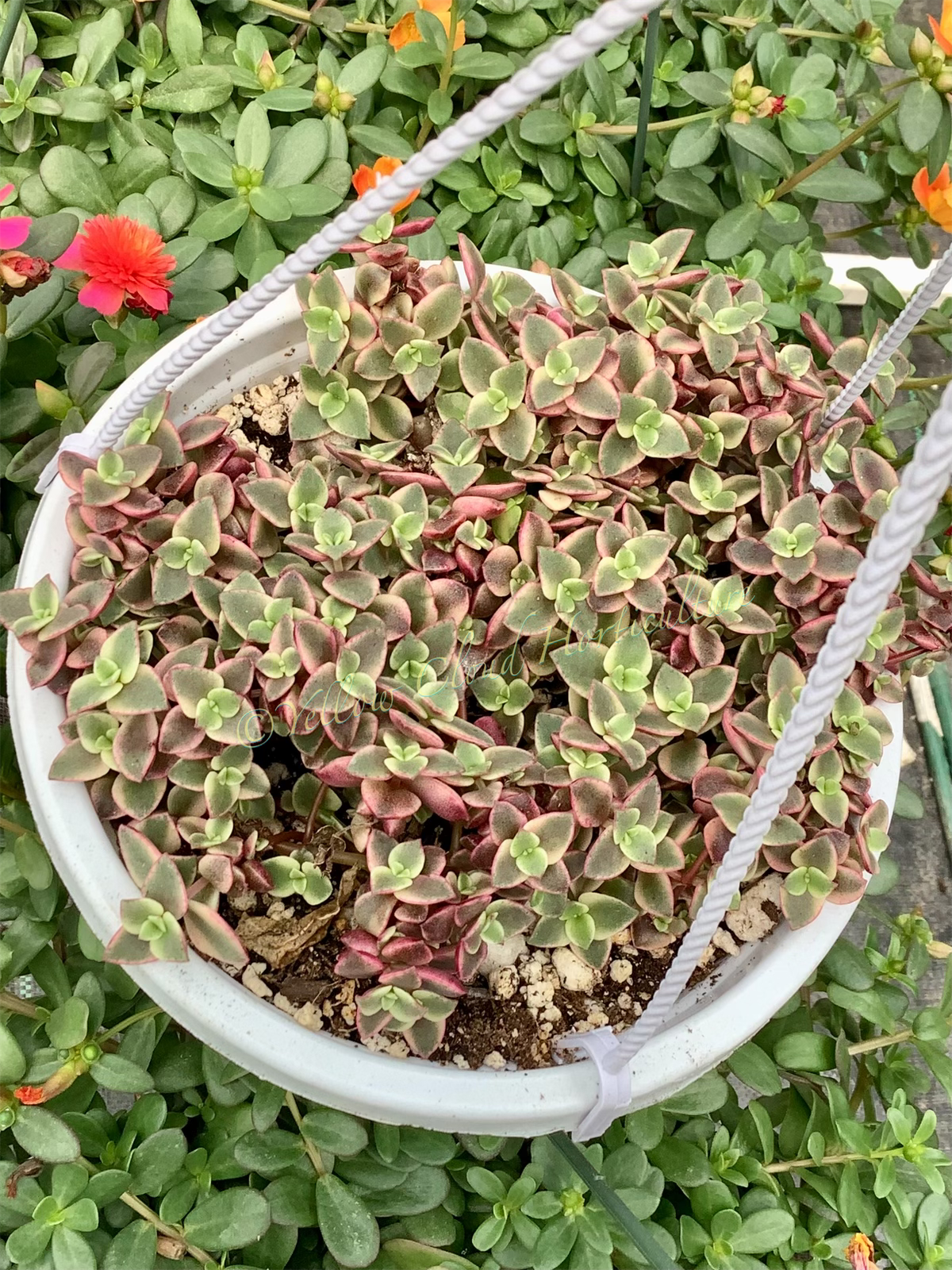 Crassula Pellucida Subsp. Marginalis ‘Rubra’ (“Calico Kittens”)