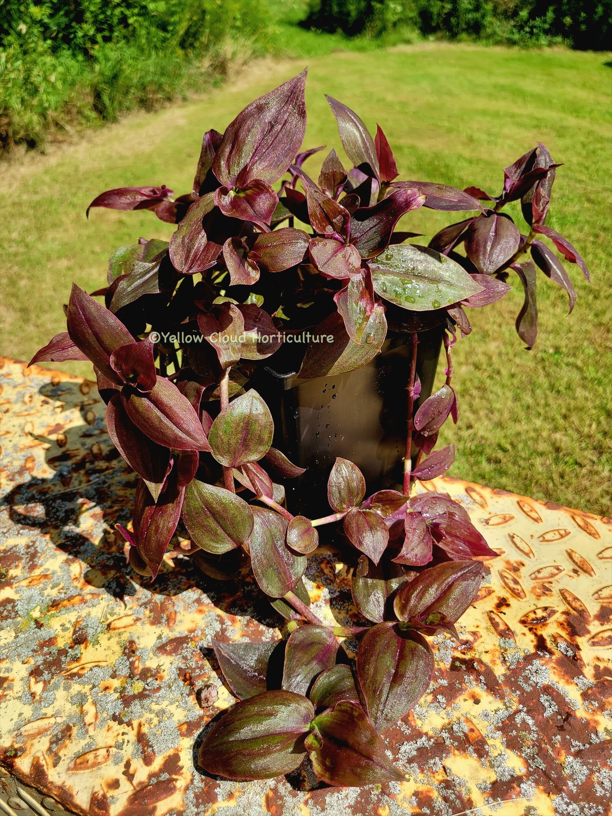 Tradescantia Zebrina ‘Purpusii’