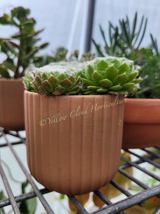 Sempervivum arachnoideum “Cobweb Hen & Chicks”