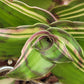 Callisia Soconuscensis ‘Variegata’