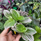 Tradescantia Continental ‘Pink Clone’