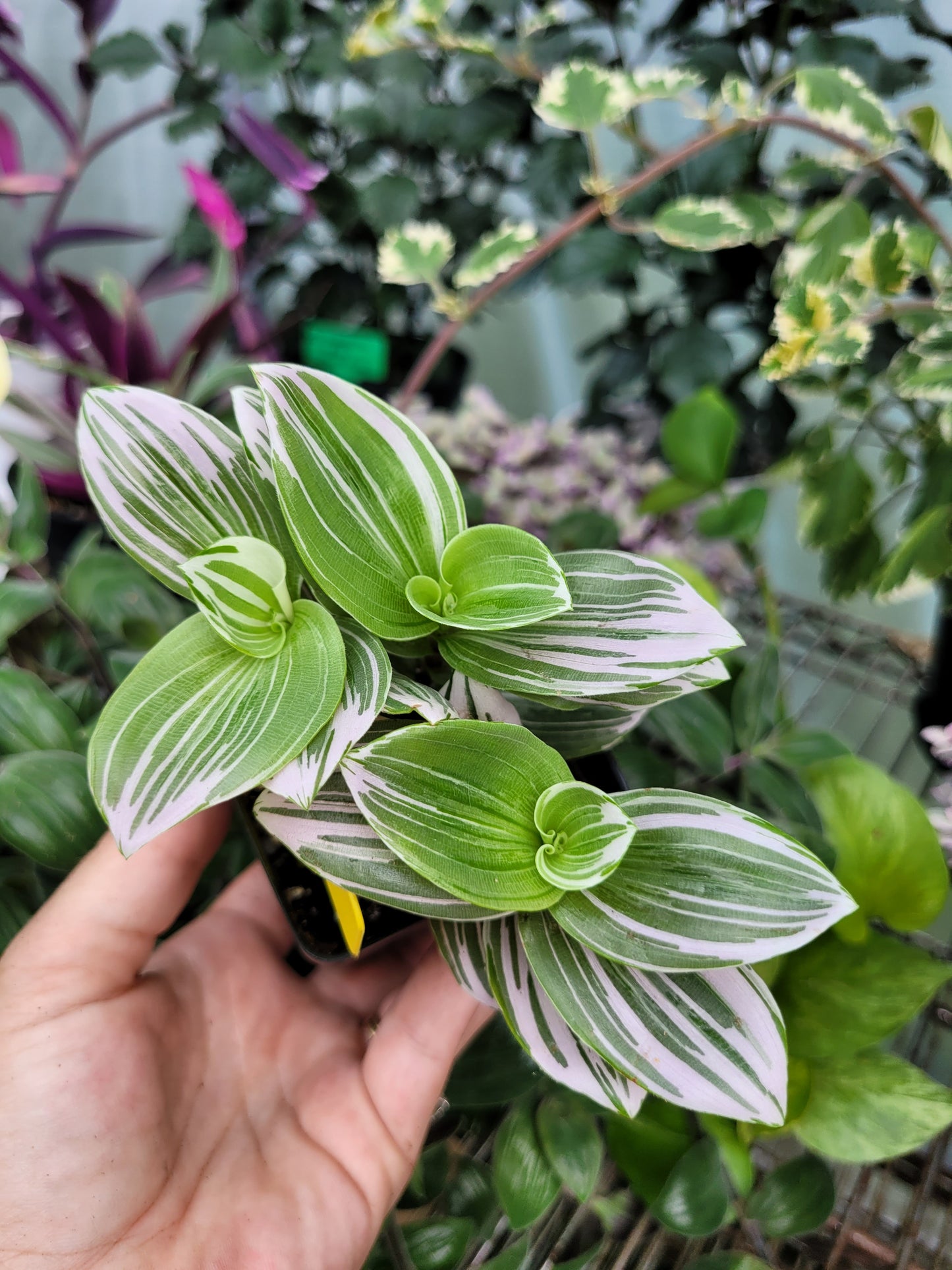 Tradescantia Continental ‘Pink Clone’