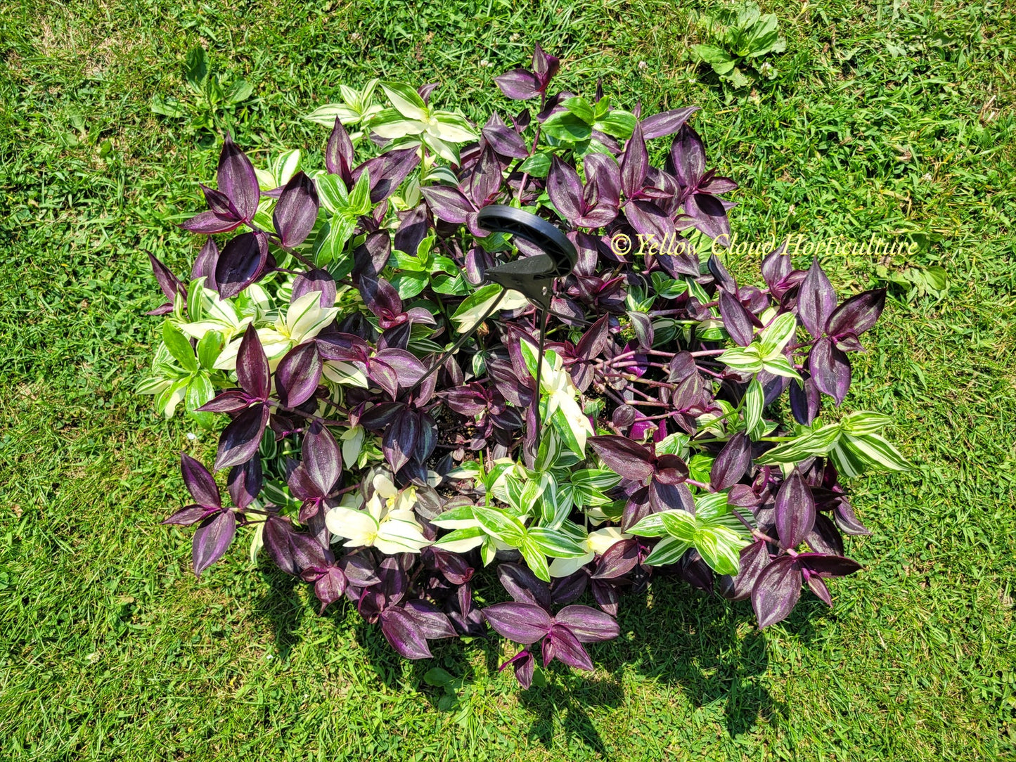 Tradescantia Zebrina Burgundy