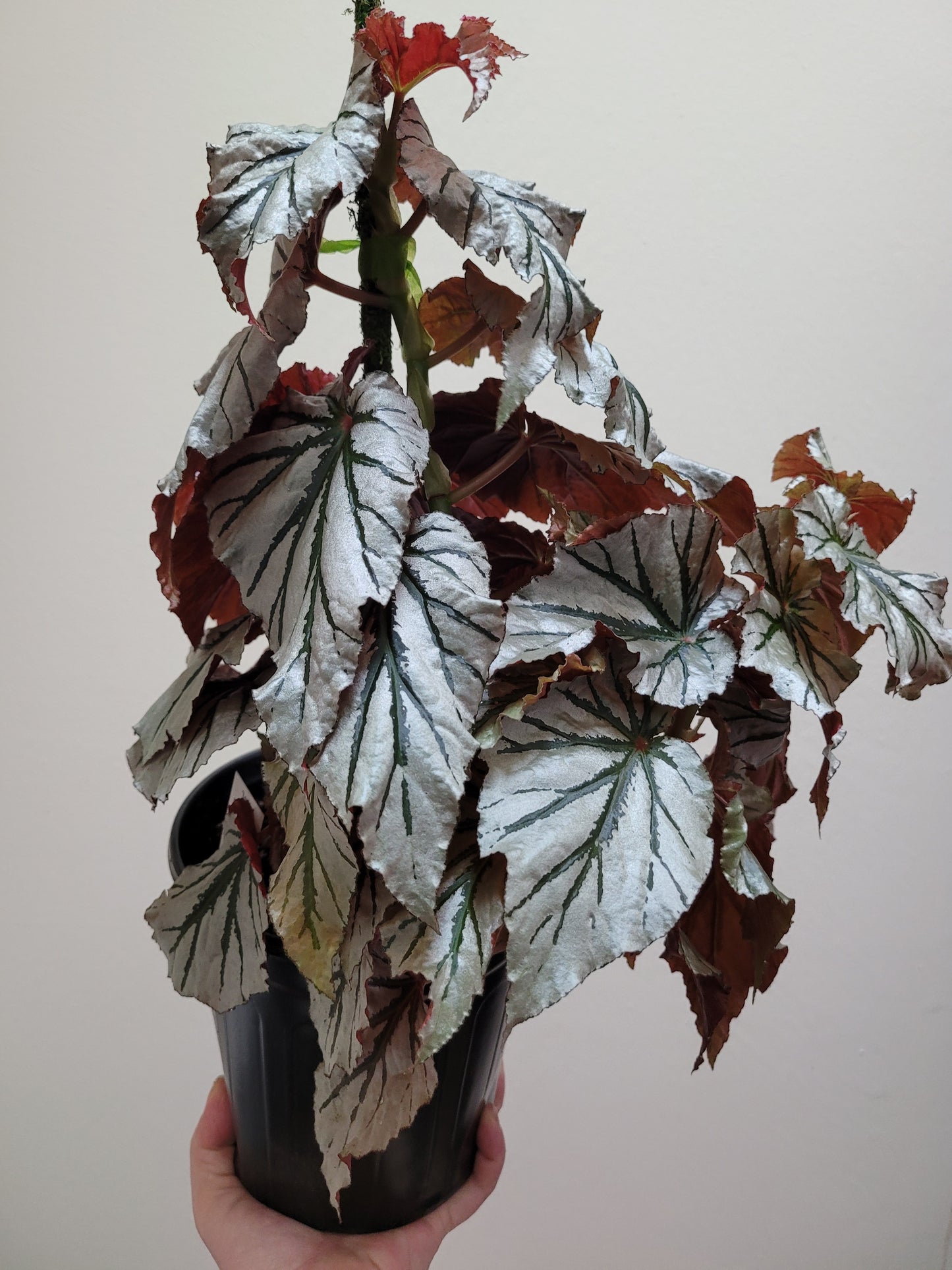 Angel Wing Begonia ‘Looking Glass’