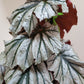 Angel Wing Begonia ‘Looking Glass’