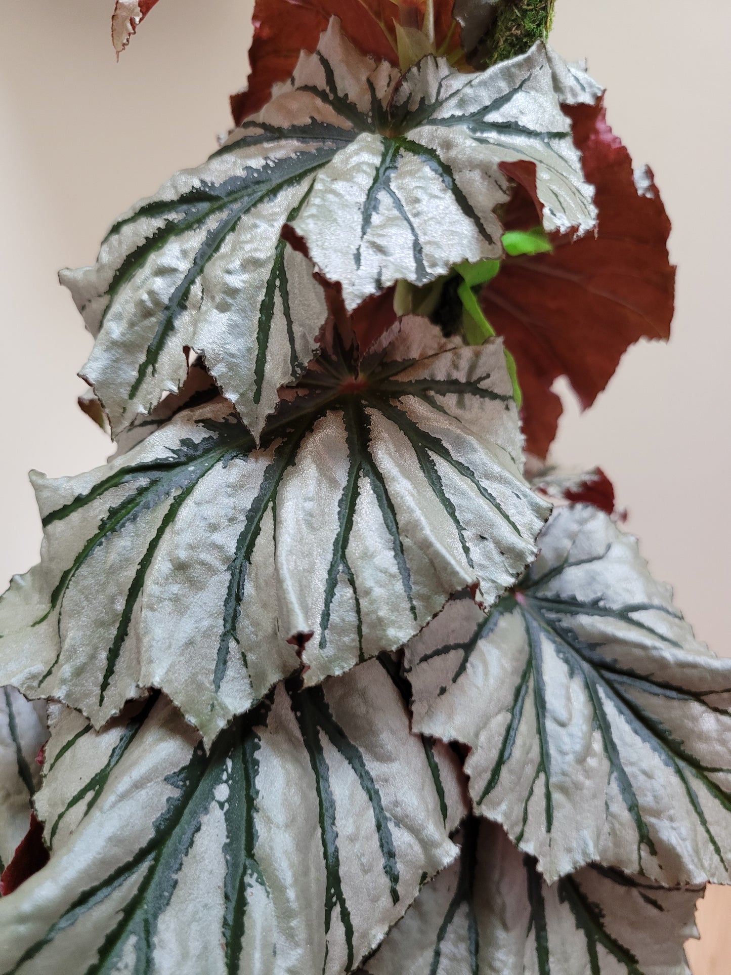 Angel Wing Begonia ‘Looking Glass’