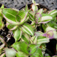 Callisia Soconuscensis ‘Variegata’