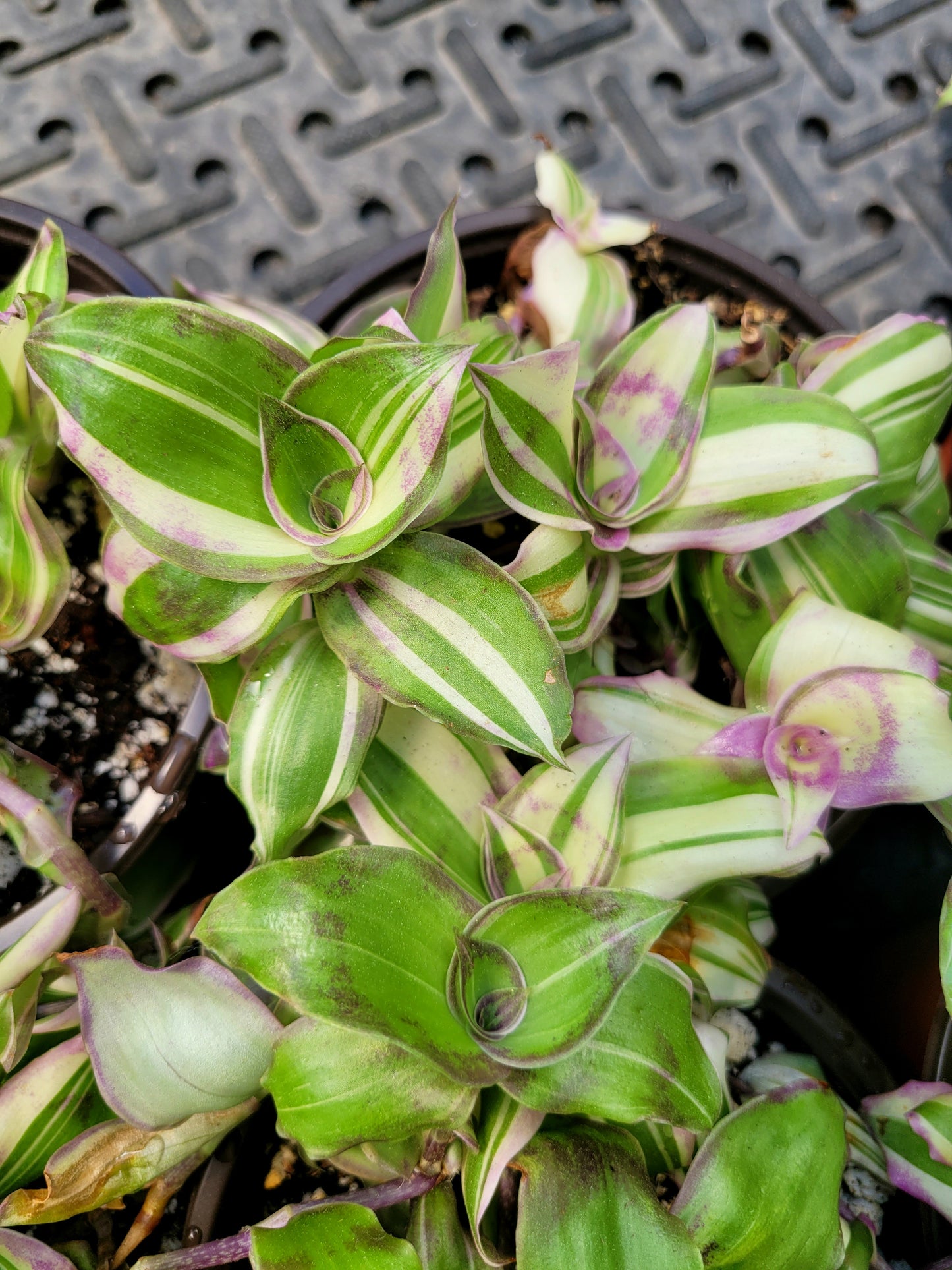 Callisia Soconuscensis ‘Variegata’