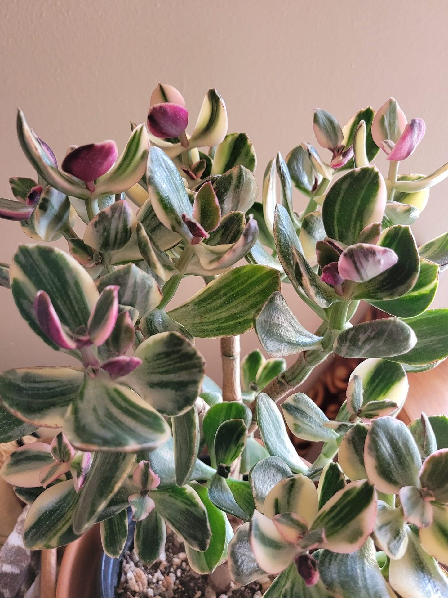 Crassula Ovata Variegata “Variegated Jade”