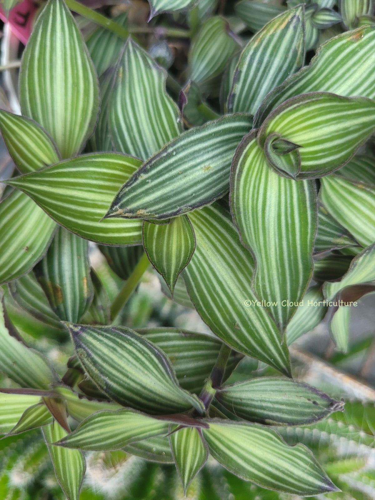 Callisia Gentlei var ‘Elegans’