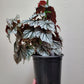 Angel Wing Begonia ‘Looking Glass’