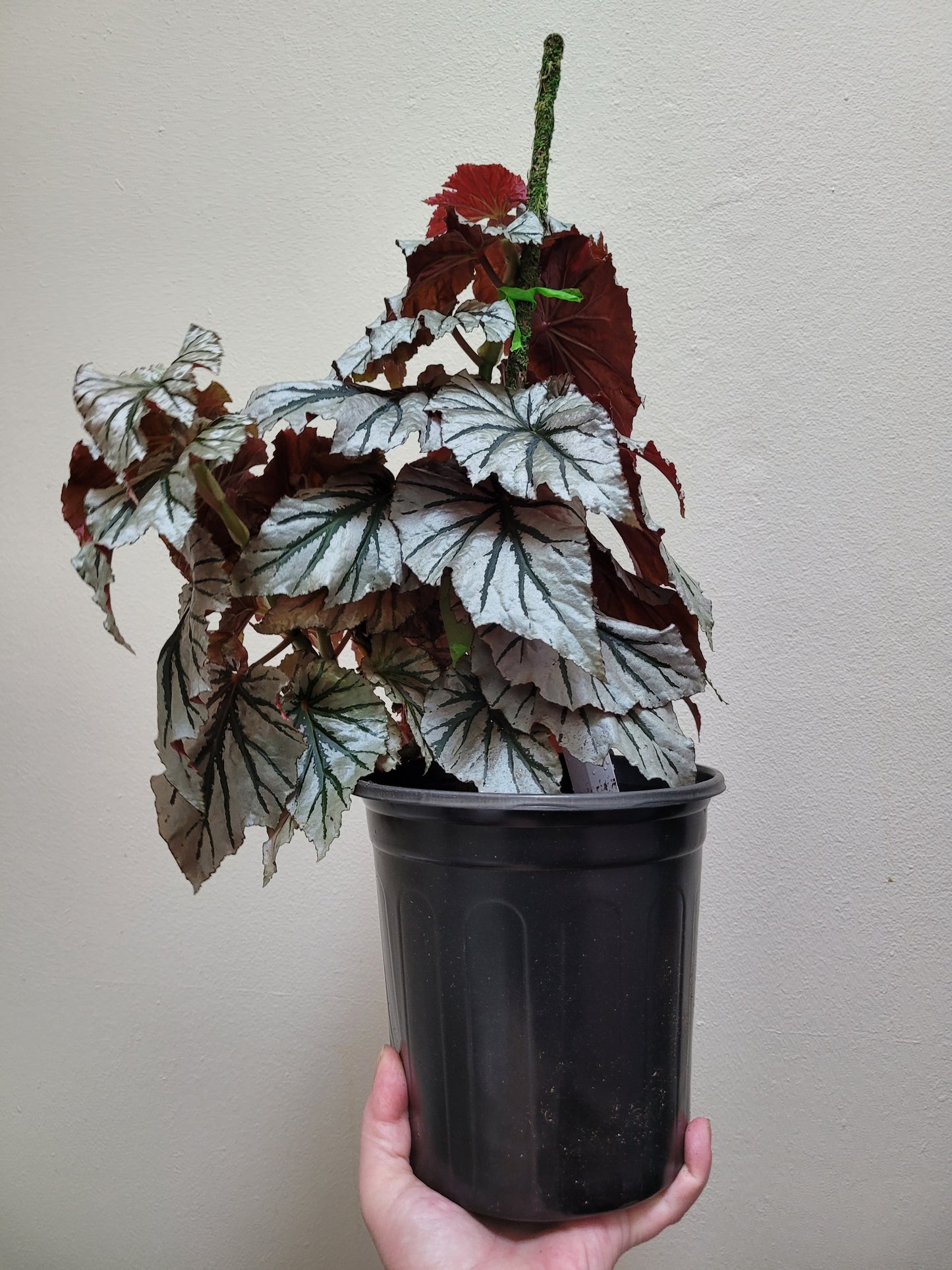 Angel Wing Begonia ‘Looking Glass’