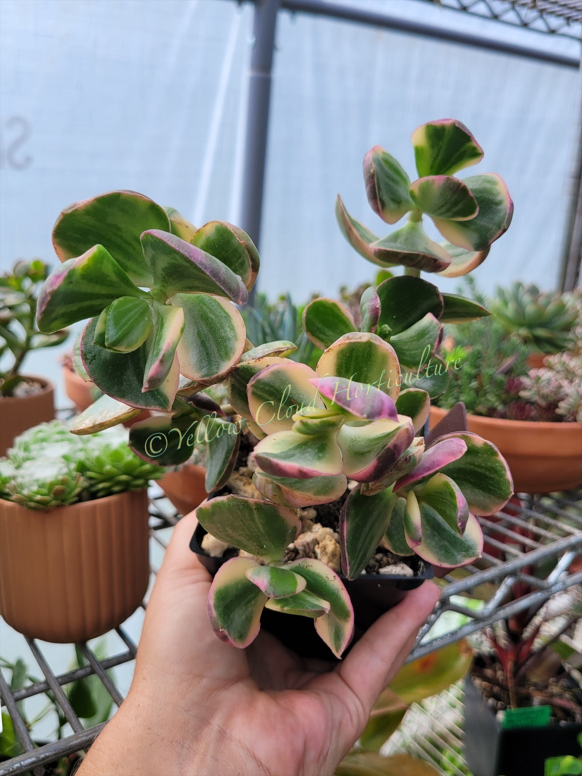 Crassula Ovata Variegata “Variegated Jade”