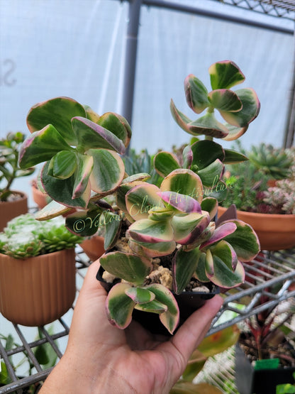 Crassula Ovata Variegata “Variegated Jade”