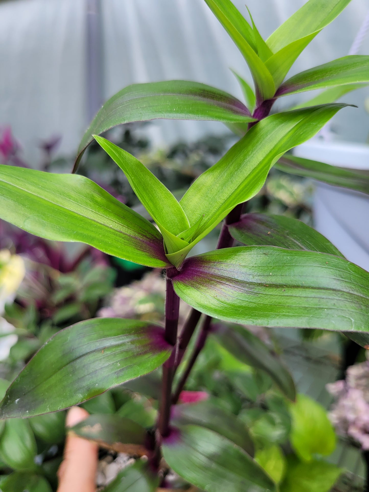 Tripogandra Serrulata ‘Purple Scimitars’