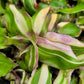 Callisia Soconuscensis ‘Variegata’