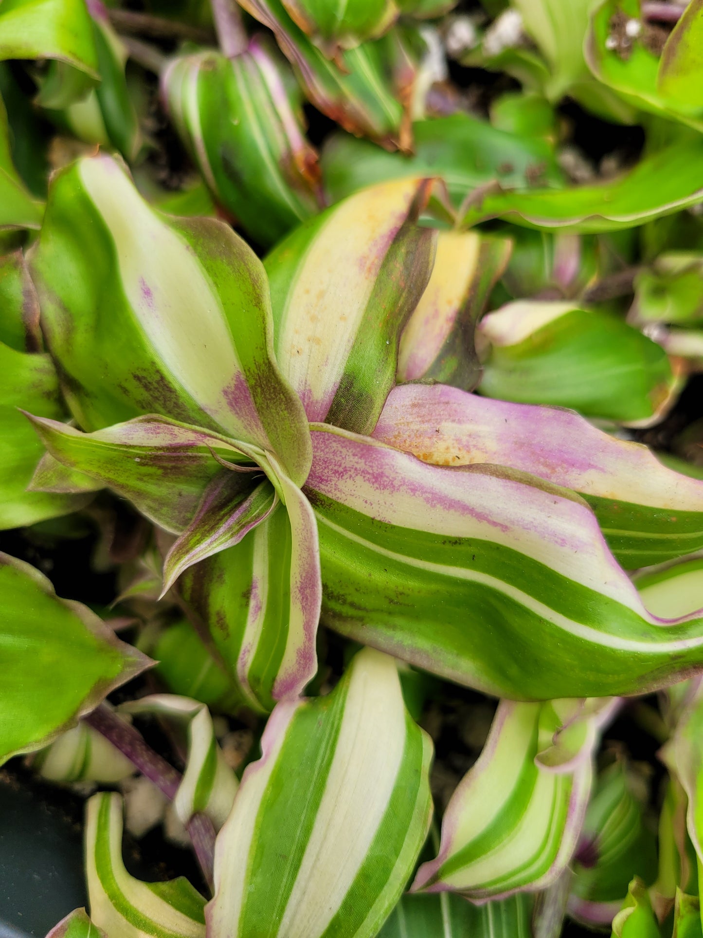 Callisia Soconuscensis ‘Variegata’