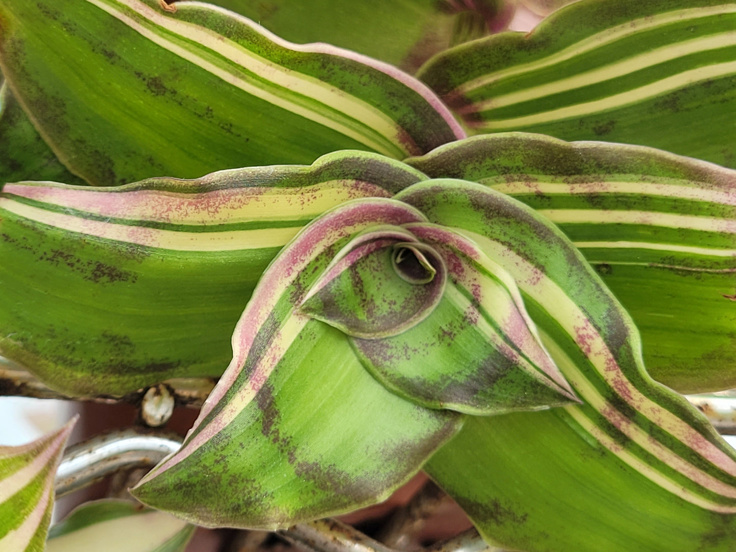 Callisia Soconuscensis ‘Variegata’