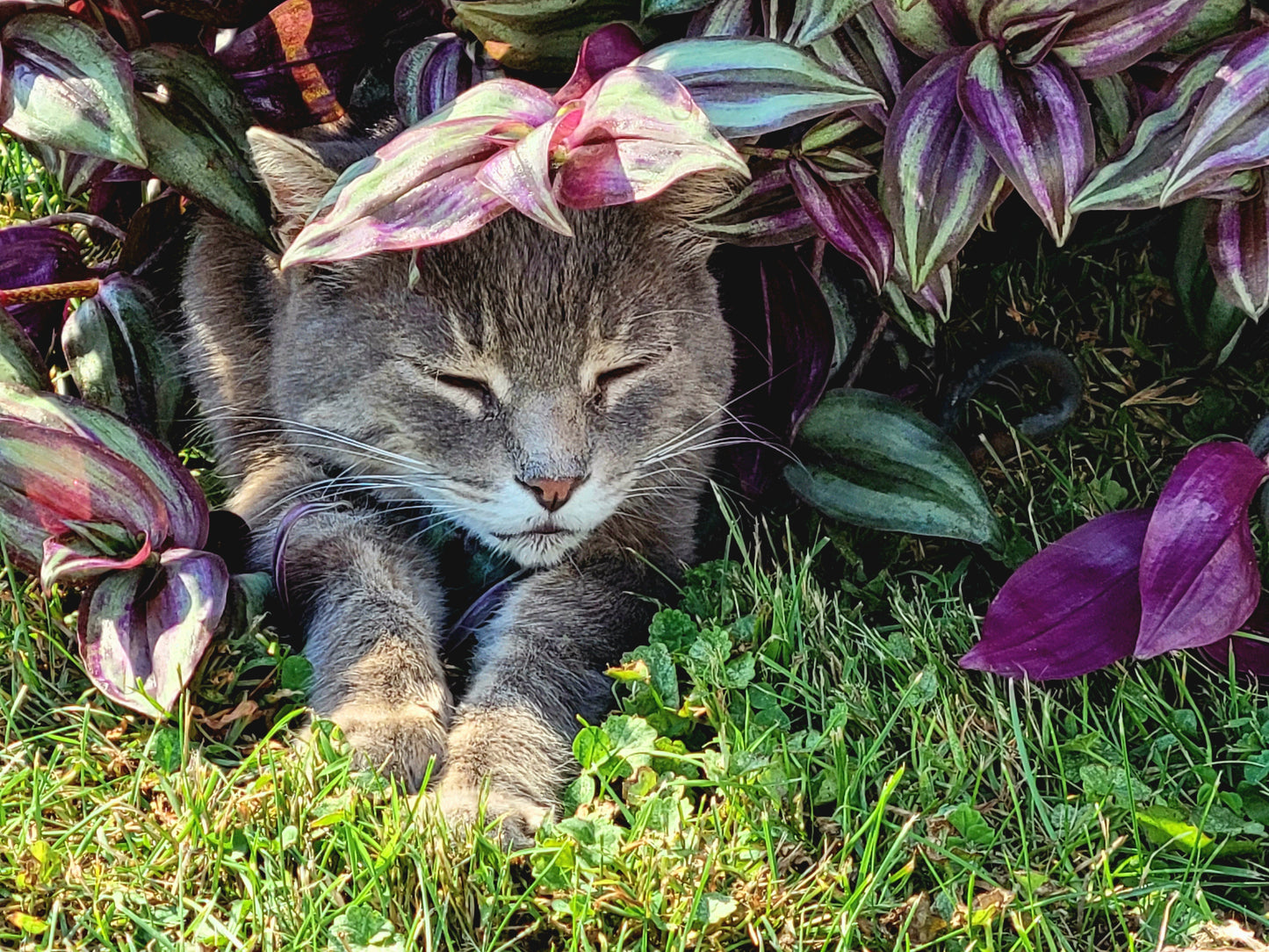 Tradescantia Zebrina ‘Violet Hill’ (“Silver Plus”)