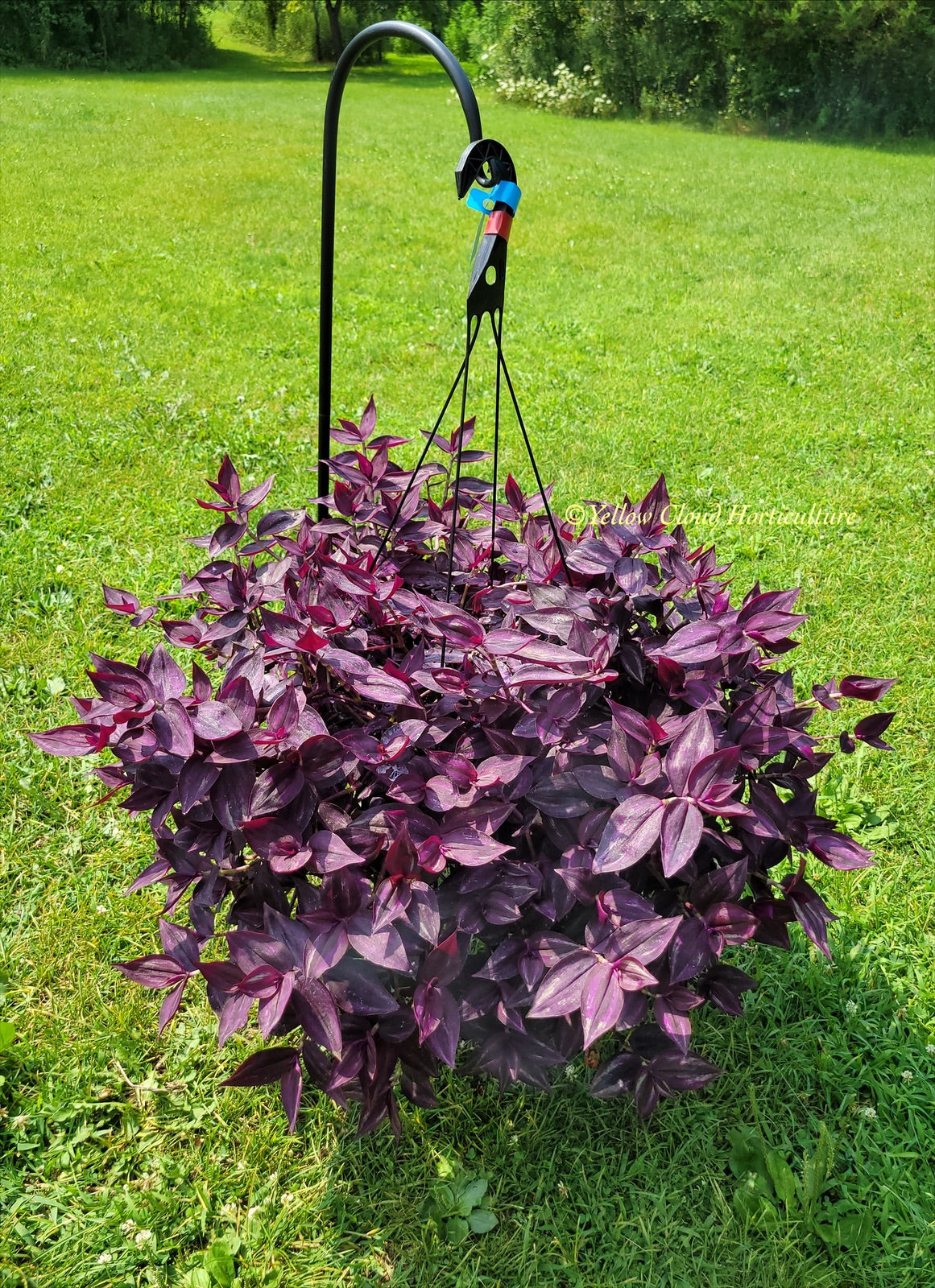 Tradescantia Zebrina Burgundy