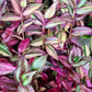 Tradescantia Zebrina Discolor-Multicolor Variation