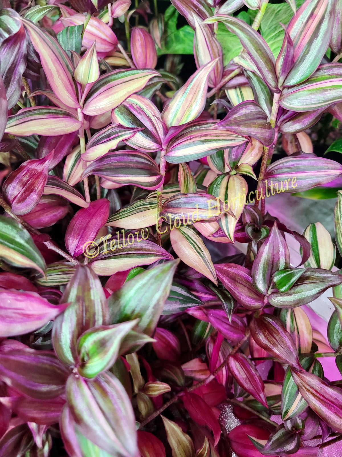 Tradescantia Zebrina Discolor-Multicolor Variation