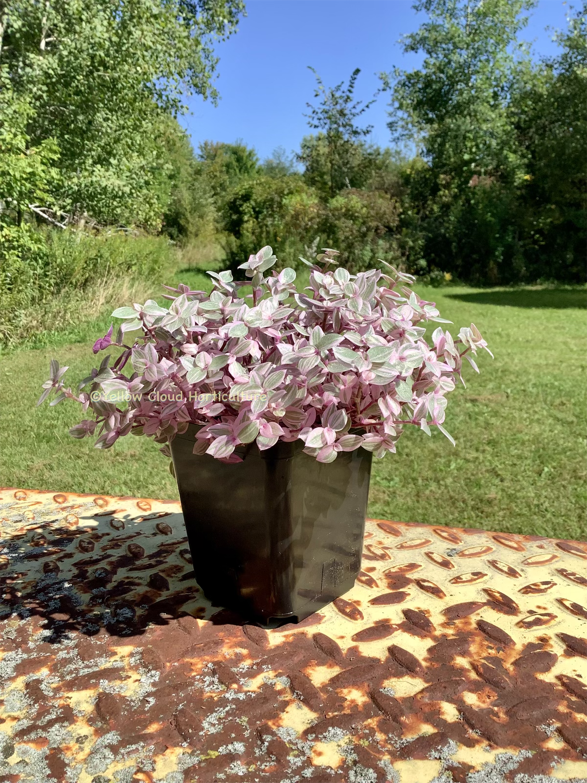 Callisia Repens ‘Rosato’ (“Pink Panther/Pink Lady”)