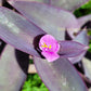 Tradescantia Pallida Purpurea “Purple Heart”