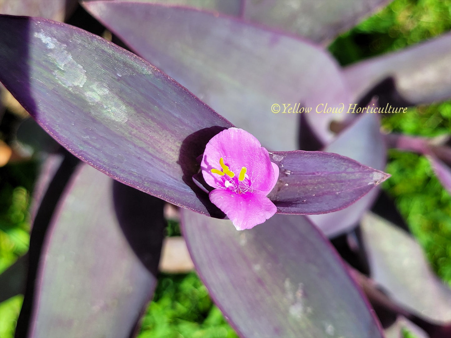 Tradescantia Pallida Purpurea “Purple Heart”