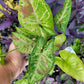 Syngonium Podophyllum ‘Confetti’