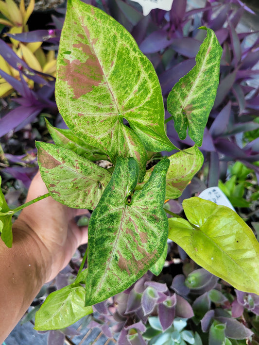 Syngonium Podophyllum ‘Confetti’