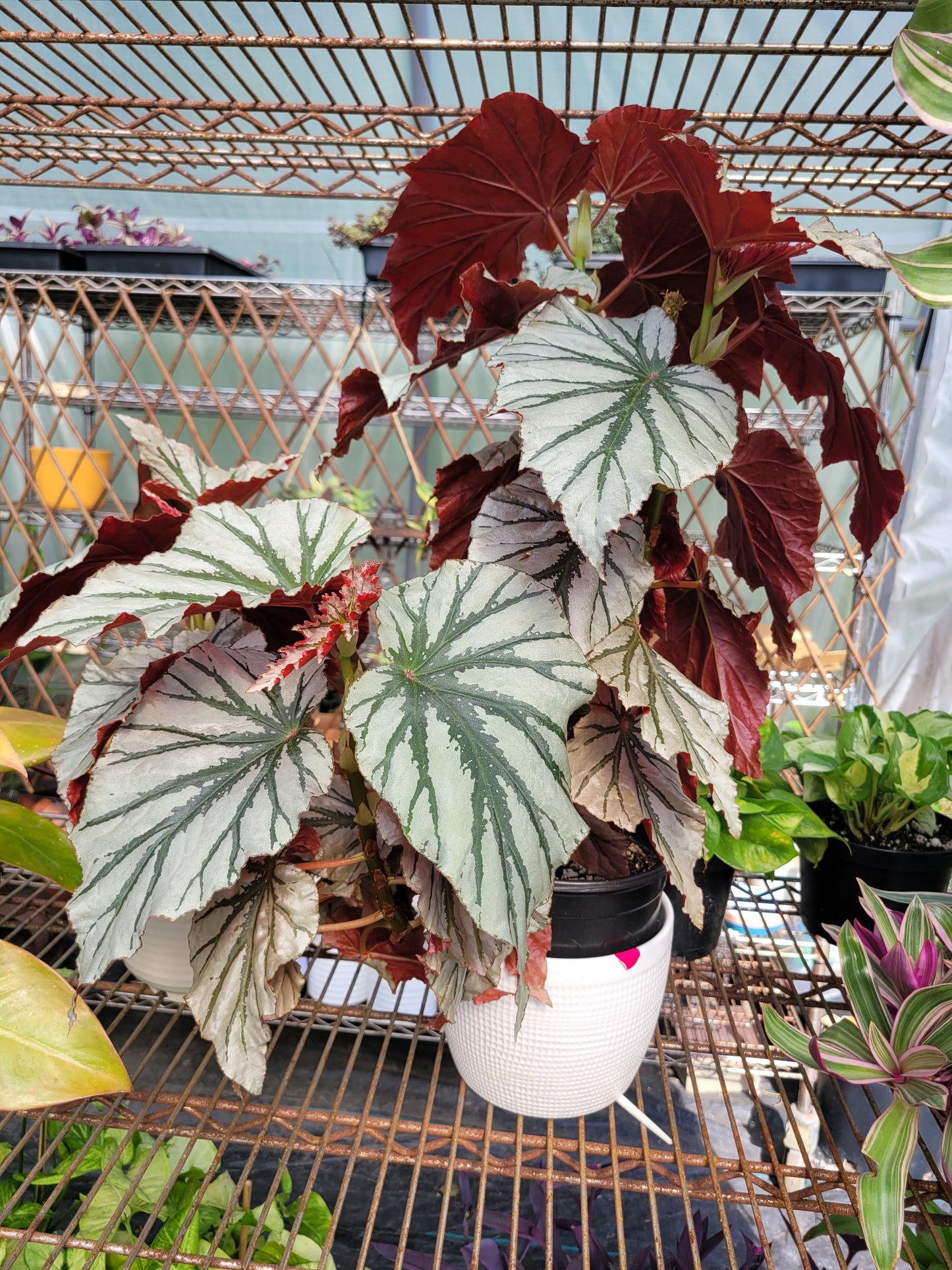 Angel Wing Begonia ‘Looking Glass’