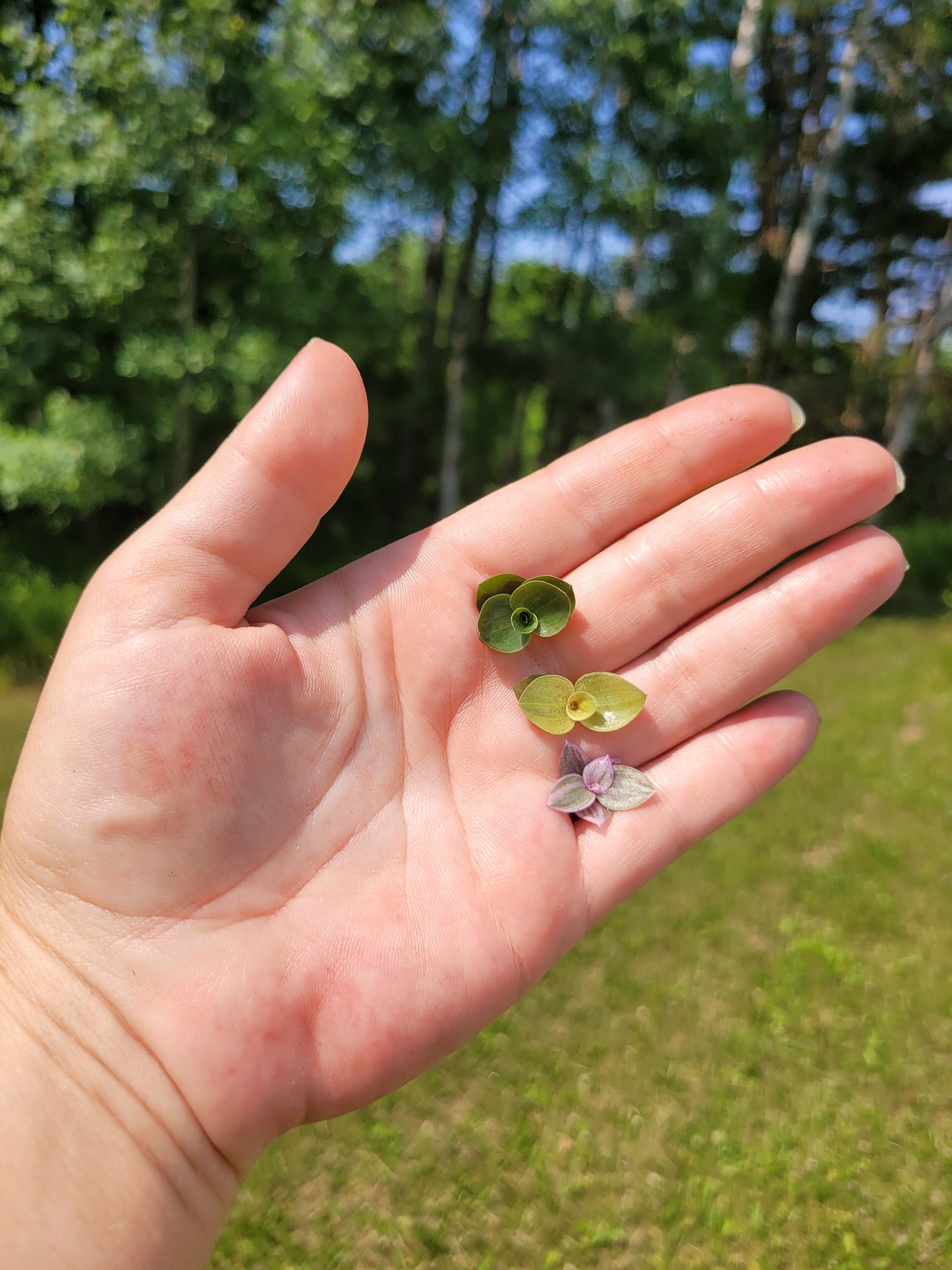 Callisia Repens ‘Minima’ (“Turtle vine/Bolivian Jew”)