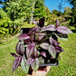 Tradescantia Zebrina ‘Evanesce’