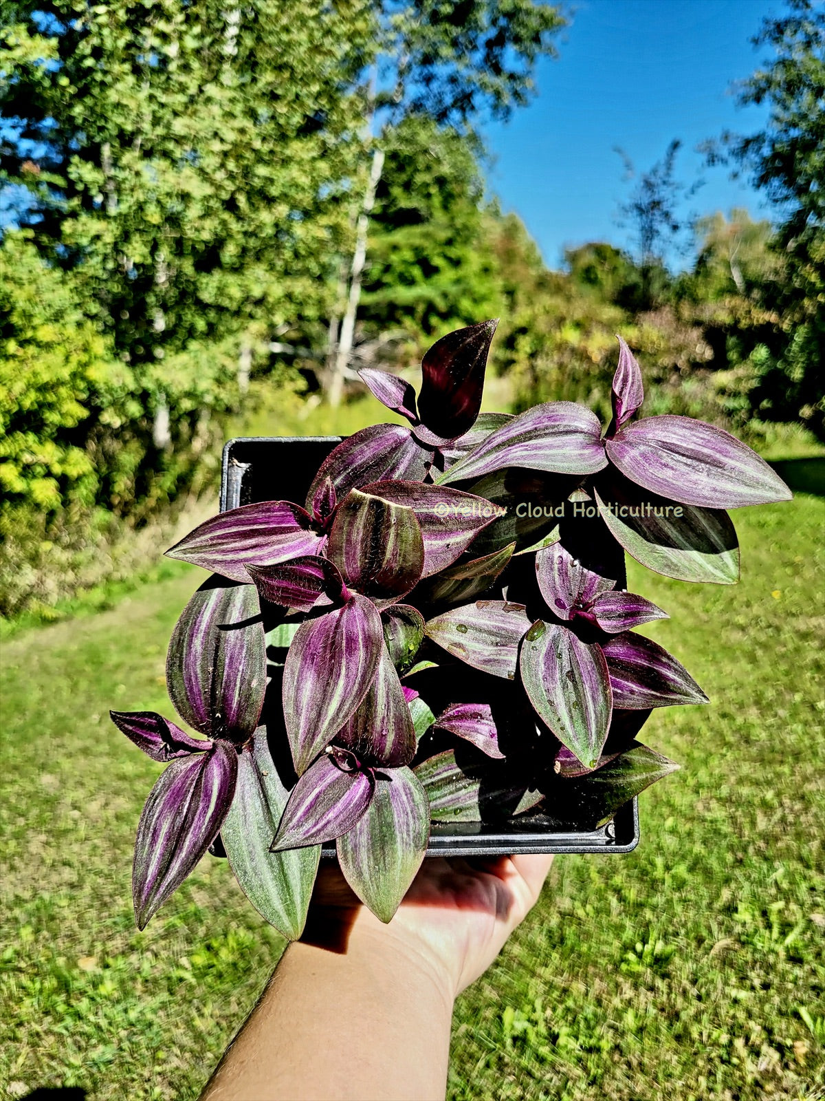 Tradescantia Zebrina ‘Evanesce’