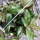 Tradescantia Zebrina ‘Tikal’